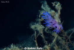 Nudibranch on mucilage. Picture taken at Elba island by Andrea Rufo 